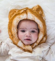 Red Fox (Options: Small)